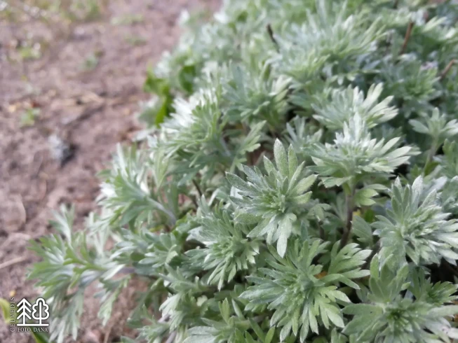 Artemisia schmidtiana